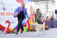 Выставка собак CACIB - Огни Прикамья 2020
