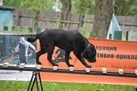 Испытания собак на сертификатных соревнованиях поисковых кинологических расчётов