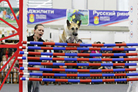 Соревнования по прыжкам в высоту среди больших собак