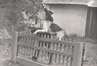Питомник собак, 1982 г.