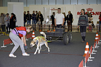 Вейтпуллинг - соревнования с собаками 