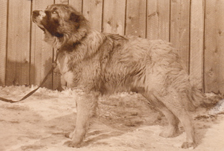 Служебная собака Руслан, вл. 2 отряд ВОХР, 1985 год