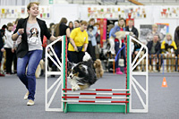 Соревнования по прыжкам в высоту на выставке собак Огни Прикамья 2014
