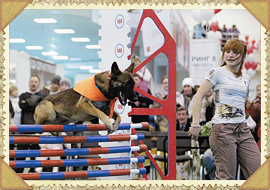 Соревнования по прыжкам в высоту среди собак