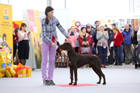 Выставка собак CACIB - Огни Прикамья 2020