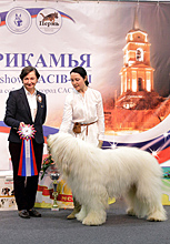 Интернациональная выставка собак Огни Прикамья - 2014