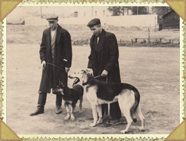 Немецкая овчарка Арко с сыном