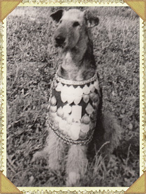 Собака старинная фотография