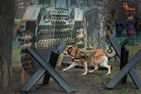 Собаки - подрывники танков