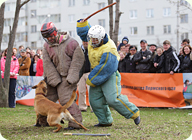 Соревнования с собаками по русскому рингу