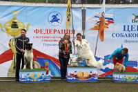 Выставка собак Кураж - 2017 и Белые ночи в Перми - 2017