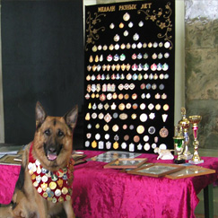 Коллекция медалей для собак