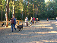 Строительство площадки для дрессировки собак в парке Балатово