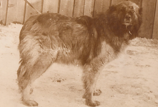 Служебная собака Бирма, вл. 2 отряд ВОХР, 1985 год
