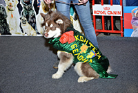 Костюмированный ринг