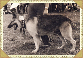 Свердловская выставка собак 1957 год, Лорд вл. Подкорытова
