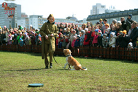 Защита и охрана собаками в годы войны