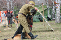 Служба собак в годы войны