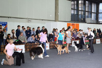 Всероссийская выставка собак - Осенний калейдоскоп 2012