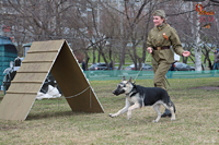 Подготовка собак к службе в армии