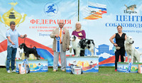Выставка собак Белые ночи в Перми - 2019 и Кураж - 2019
