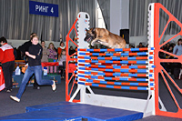 Соревнования по прыжкам в высоту среди больших собак