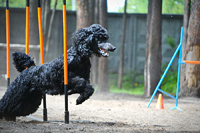 Соревнования с собаками - аджилити