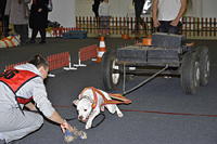 Вейтпуллинг - соревнования с собаками 