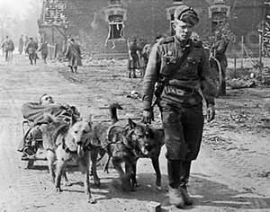 Собаки вывозят раненых в годы войны