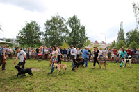 Дрессировка собак - выступление спортсменов на фестивале Сады над Камой 2019