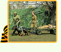 Видео - Применение собак в годы войны