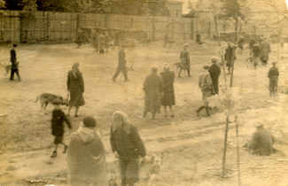 Подготовка собак к рингу 1944 год