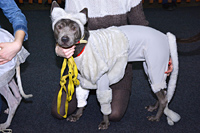 Костюмированный ринг - выставка собак Огни Прикамья 2014