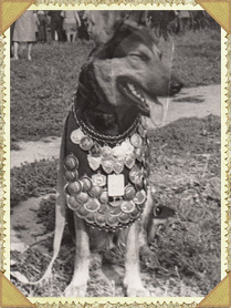 Собака старинная фотография