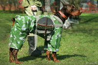 Собаки на войне подвозили боеприпасы