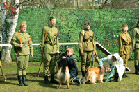 Начало войны, передача собак в армию