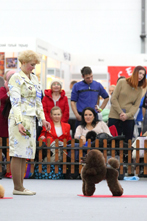 Международная выставка собак - Огни Прикамья 2020