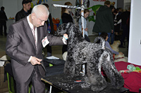 Выставка собака Осенний калейдоскоп 2014