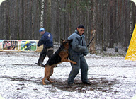 Соревнования с собаками - русский ринг