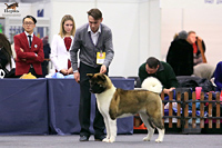    CACIB   2016