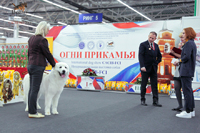 Интернациональная выставка собак - Огни Прикамья 2019