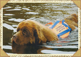 Служба спасения на водах с применением служебных собак