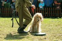 Защита и охрана собаками в годы войны