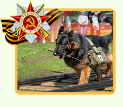 Применение собак в годы Великой Отечественной Войны 9 мая 2019
