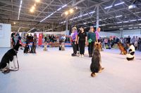 Экспозиция музея собаководства - Спорт с собаками, выставка Пермский период 2022