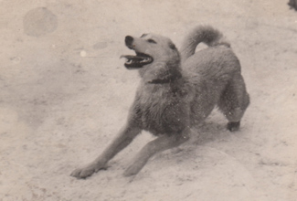 Кавказская овчарка Раджа, одна из первых собак,охранявших мост через р. Кама, 1947 г.
