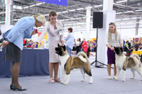 Международная выставка собак - Огни Прикамья 2020