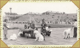 Монопородная выставка собак, стадион Юность